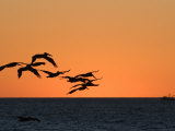 Pelicans Flying at Dusk, Mazatlan, Mexico