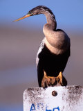 Female Anhinga, Florida, USA