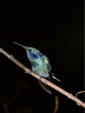 Green Violet-Ear Hummingbird, Sevegre Area, San Gerardo Valley, Talamanca Mountains, Costa Rica