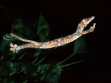 Giant Leaf-tail Gecko, Native to Madagascar