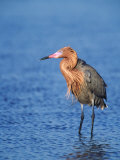 Reddish Egret Fishing, Ding Darling National Wildlife Refuge, Sanibel Island, Florida, USA