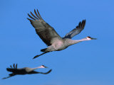 Sandhill Crane in Flight, Bosque del Apache National Wildlife Refuge, New Mexico, USA