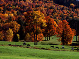 Field with Cows and Fall Color, Vermont, USA