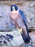 Peregrine Falcon in Flight, Native to USA