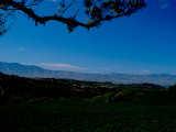 Coffee Plantation with Mountains in the Distance, San Jose, Costa Rica