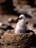 Black-Browed Albatross, Chick on Nest, Falkland Islands