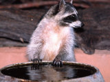 Buy Raccoon at a Water Trough, Arizona, USA at AllPosters.com