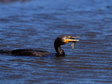 Double-Crested Cormorant with Fish, Ding Darling National Wildlife Refuge, Florida, USA