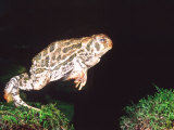 Great Plains Toad Jumping, Native to Western USA