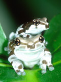 Amazon Cave Frog, Native to Northern South America