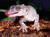 New Caledonia Gargoyle Gecko, Native to New Caledonia
