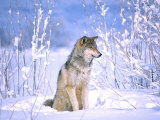 Timber Wolf Sitting in the Snow, Utah, USA