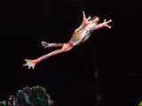 Golden Gliding Frog Jumping, Native to Philippines