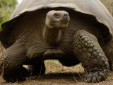 Galapagos Giant Tortoise, Highlands, Santa Cruz Island, Galapagos Islands, Ecuador
