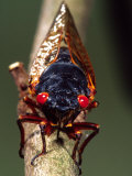 Seventeen Year Cicada, Pennsylvania, USA