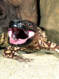 Mexican Beaded Lizard, Native to Pacific Coastal Mexico