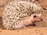 Buy African Hedgehog, Native to Africa at AllPosters.com