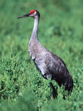 Buy Sandhill Crane, Myakka River State Park, Florida, USA at AllPosters.com