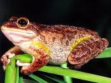 Cuban Tree Frog, Florida, USA