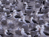 Black-browed Albatross, Falkland Islands