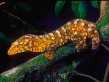 New Caledonia Giant Gecko, Native to New Caledonia