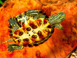 Red Ear Slider Hatchling