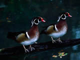 Two Male Wood Ducks, Florida, USA