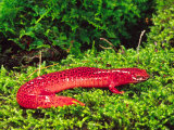 Black-Chin Red Salamander, Native to Georgia, USA