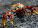 Sally Lightfoot Crab with Egg Sack, Fernandina Island , Galapagos Islands, Ecuador