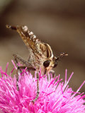Robber Fly, Southern Texas, USA