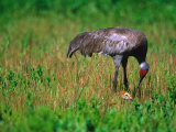 Sandhill Crane with Chick, Myakka River State Park, Florida, USA
