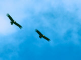 Andean Condors, Native to Western South America