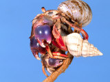 Land Hermit Crab, Florida, USA