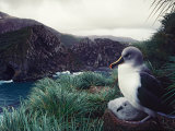 Gray-headed Albatross in Nest on a Rugged Cliff on South Georgia Island