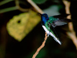 White-Necked Jacobin Hummingbird Perched on Branch, Rancho Naturalista, Costa Rica