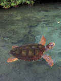 Buy Green Sea Turtle, Bocas del Toro Islands, Panama at AllPosters.com