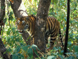 Tiger in Tree, India