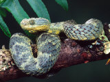 African Bush Viper