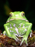 Buy Painted Monkey Frog, Native to Paraguay at AllPosters.com
