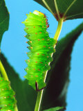 Polyphemus Moth Caterpillar, USA