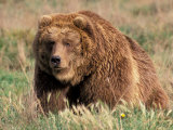 Buy Grizzly or Brown Bear, Kodiak Island, Alaska, USA at AllPosters.com