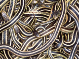 Canadian Garter Snake