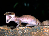 Malaysian Cat Gecko, Native to Malaysia