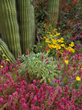 Landscape of Saguaro National Monument, Arizona, USA