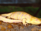 Albino Tiger Salamander