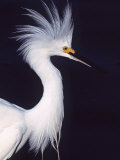 Buy Portrait of a Snowy Egret in Breeding Plumage, Ding Darling NWR, Sanibel Island, Florida, USA at AllPosters.com