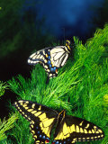 Anise Swallowtail Butterfly, California, USA