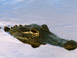 Alligator Lying in Wait for Prey, Ding Darling NWR, Sanibel Island, Florida, USA