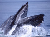 Humpback Whale Lunge Feeding Close-up, Frederick Sound, Alaska, USA