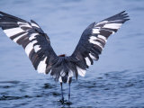 Reddish Egret Fishing, Ding Darling National Wildlife Refuge, Sanibel Island, Florida, USA